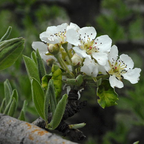 Pyrus amygdaliformis close