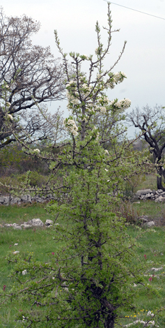 Pyrus amygdaliformis whole