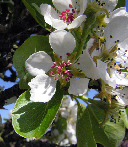 Pyris communis whole