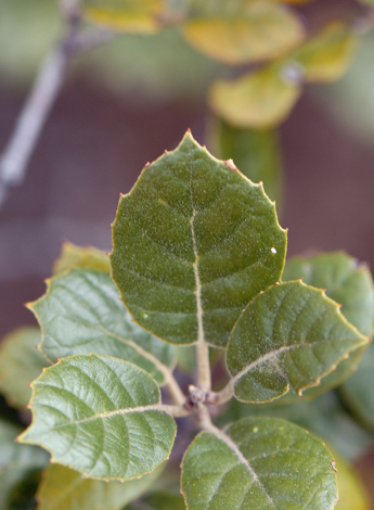 Quercus alnifolia close