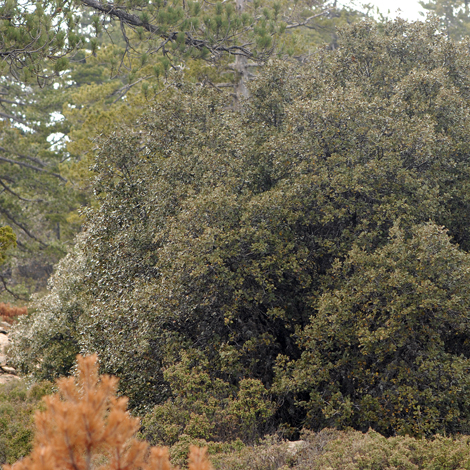 Quercus alnifolia whole