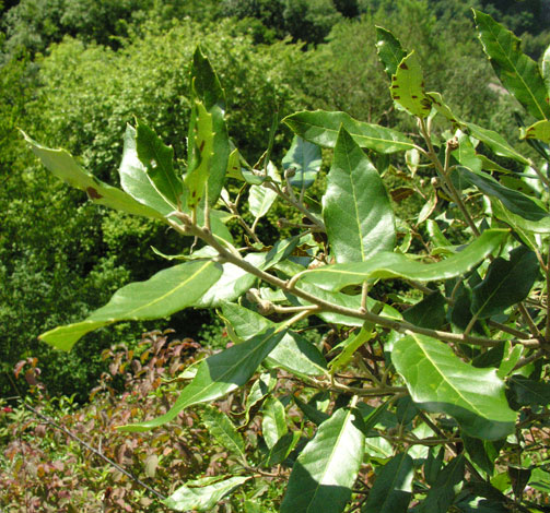 Quercus ilex