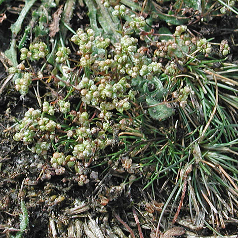 Radiola linoides whole