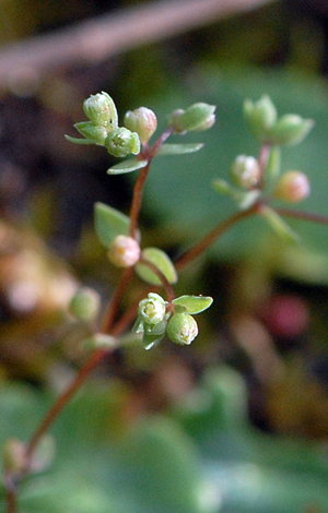 Radiola linoides close