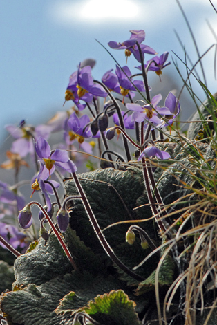 Ramonda myconi close