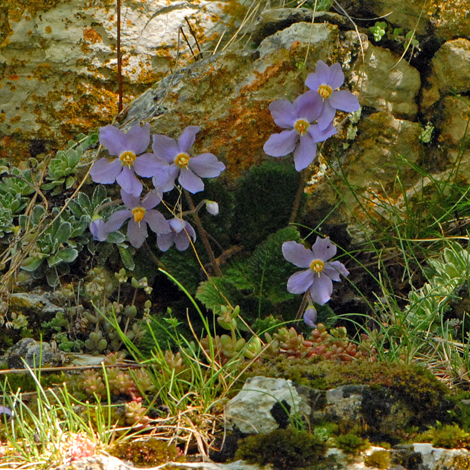 Ramonda myconi whole