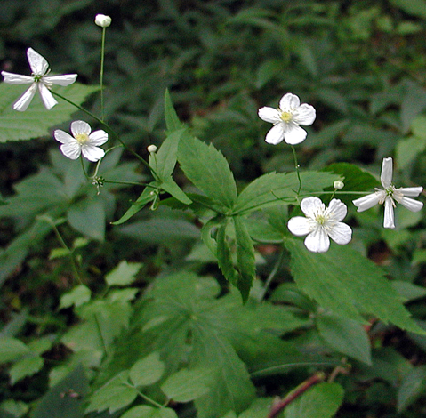 Ranunculus aconitifolius whole