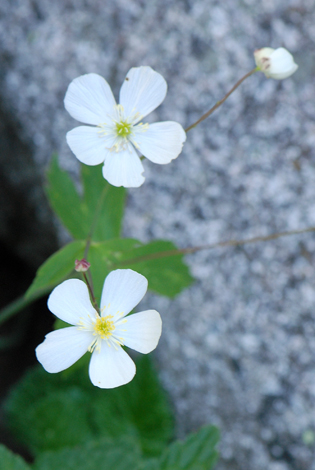 Ranunculus aconitifolius close