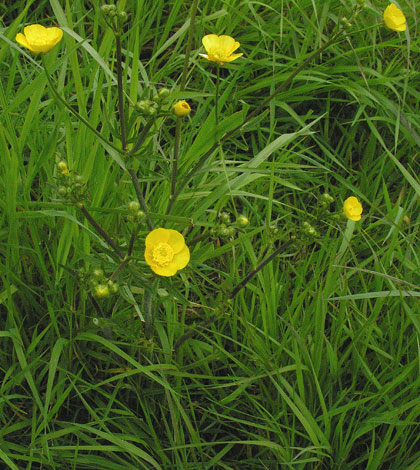 Ranunculus acris