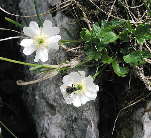 Ranunculus alpestris