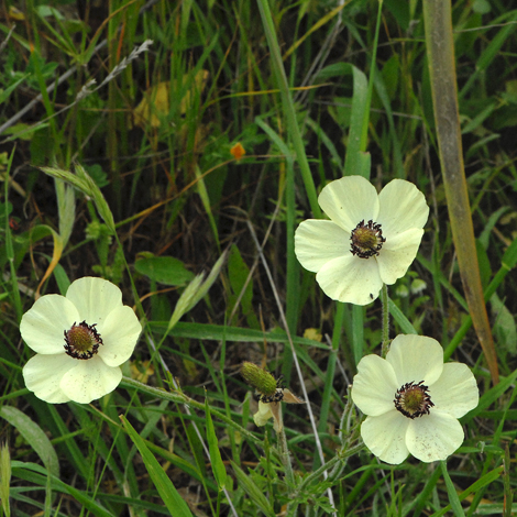 Ranunculus asiaticus