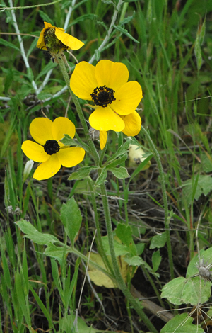 Ranunculus asiaticus whole