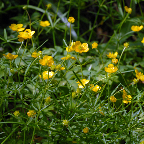 Ranunculus auricomus whole