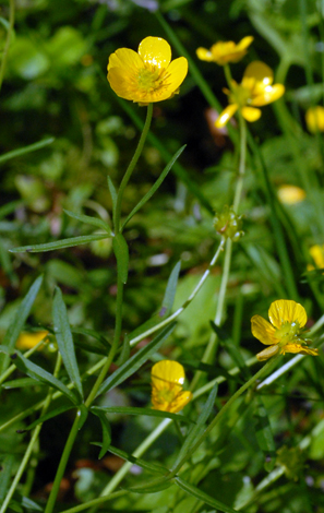 Ranunculus auricomus close