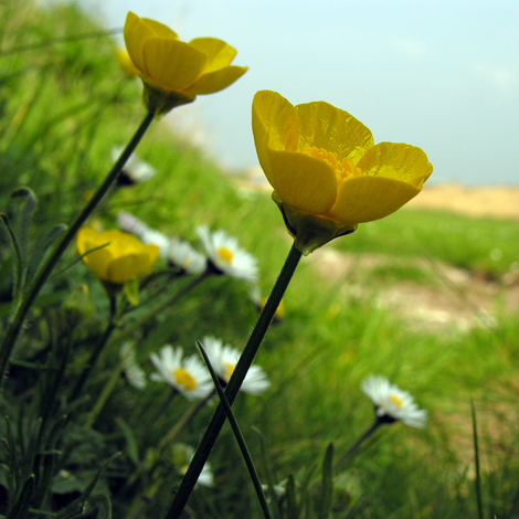 Ranunculus bulbosus whole