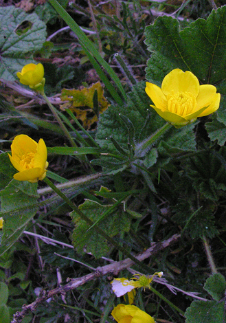 Ranunculus bulbosus whole