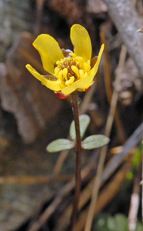 Ranunculus cadmicus var cyprius close