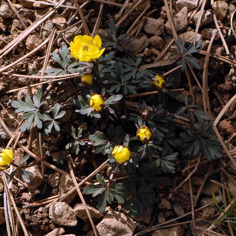 Ranunculus cadmicus var cyprius whole