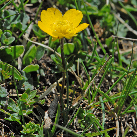 Ranunculus carinthiacus 