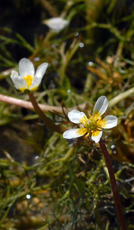 Ranunculus circinatus flower