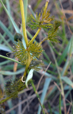 Ranunculus circinatus leaf