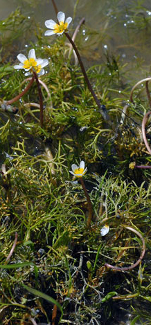 Ranunculus circinatus whole