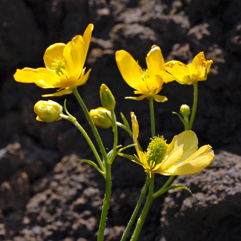 Ranunculus cortusifolius close