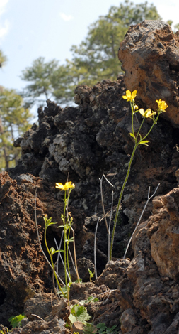 Ranunculus cortusifolius whole