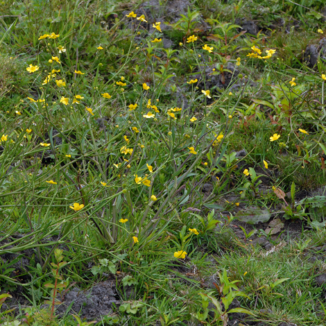 Ranunculus flammula whole