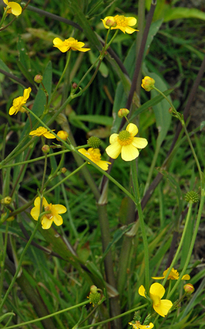 Ranunculus flammula close