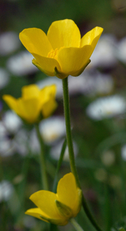Ranunculus garganicus close