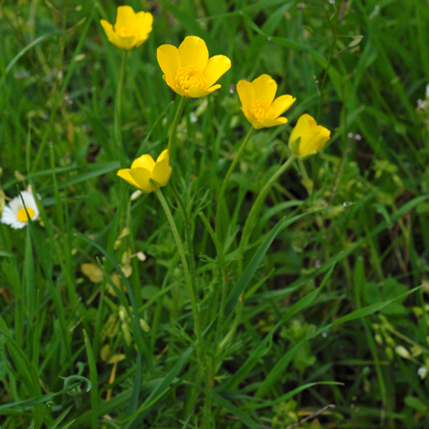 Ranunculus garganicus whole