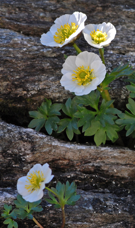 Ranunculus glacialis close