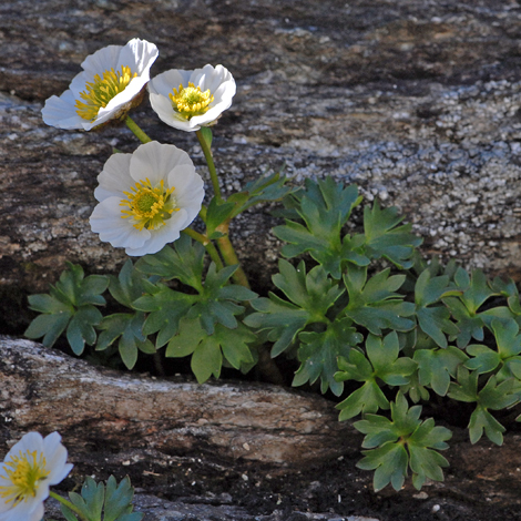 Ranunculus glacialis whole