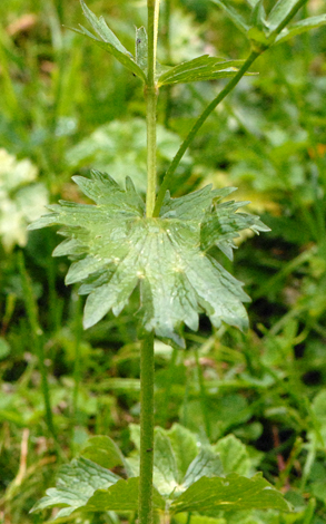 Ranunculus gouanni leaf
