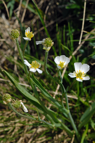 Ranunculus kuepferi close