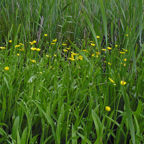 Ranunculus lingua whole