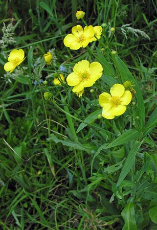 Ranunculus lingua close