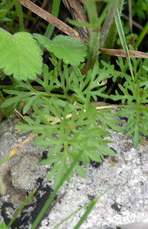 Ranunculus millefoliatus leaf