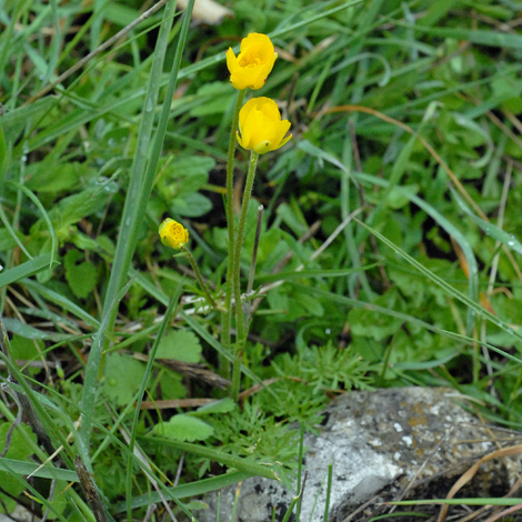 Ranunculus millefoliatus whole