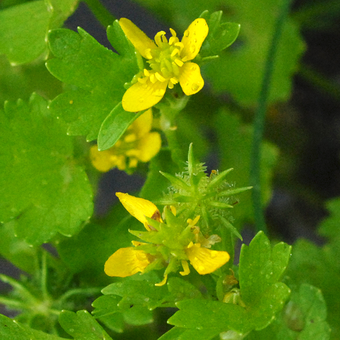 European Wild Plant Ranunculus muricatus Spinyfruit Buttercup