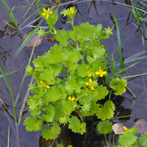 Ranunculus muricatus whole
