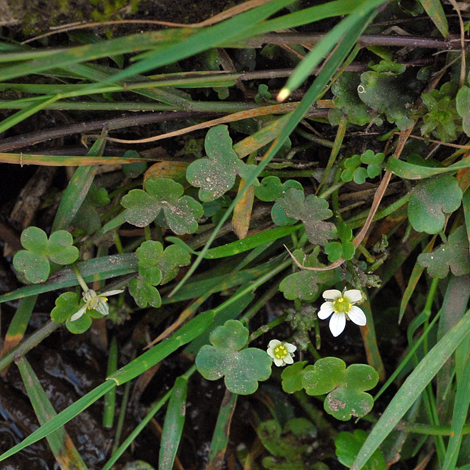 Ranunculus omiophyllus whole