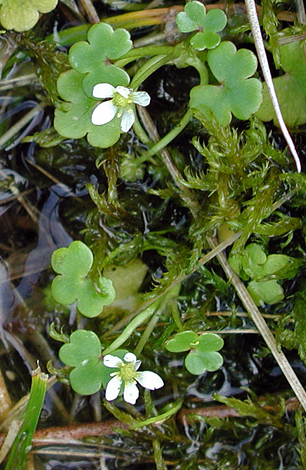 Ranunculus omiophyllus close