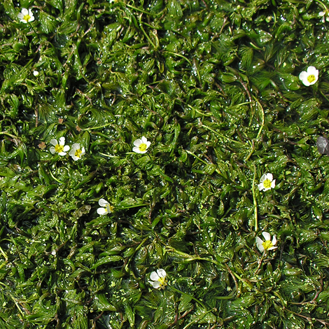 Ranunculus penicillatus whole
