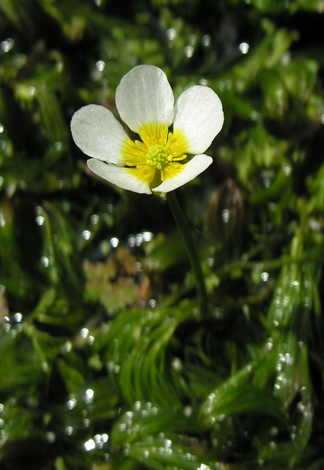 Ranunculus penicillatus close