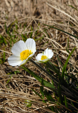 Ranunculus pyrenaeus close