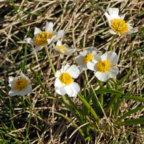 Ranunculus pyrenaeus whole