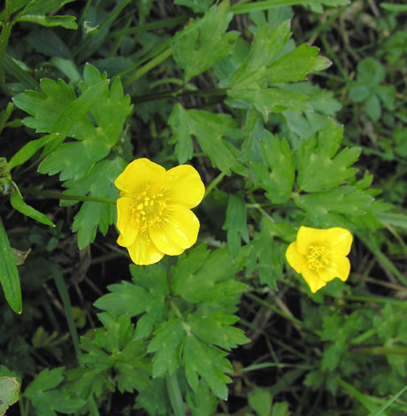 Ranunculus repens