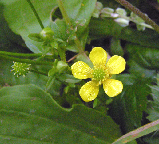 Ranunculus sardoud